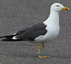 juvenile LBBG in October, ringed in Norway. (131273 bytes)
